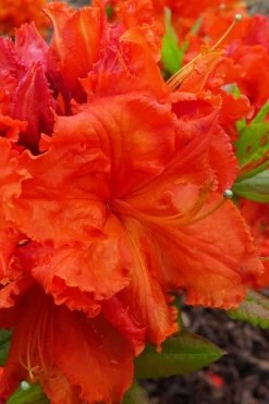 Gibraltar Azalea (Rhododendron) - 3 Gallon Pot -Garden & Outdoor Sale Shop Rhododendron Gibraltar 4