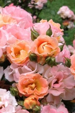 Peach Drift Groundcover Rose - 1 Gallon Pot -Garden & Outdoor Sale Shop Rose Drift Peach 22