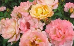 Peach Drift Groundcover Rose - 1 Gallon Pot -Garden & Outdoor Sale Shop Rose Drift Peach