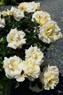 Popcorn Drift Groundcover Rose - 2 Gallon Pot -Garden & Outdoor Sale Shop Rose Drift Popcorn 10 1