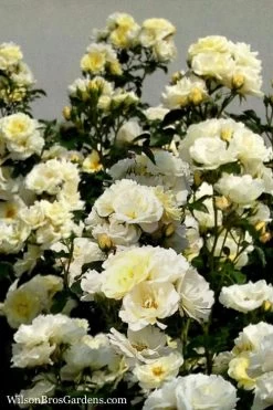 Popcorn Drift Groundcover Rose - 1 Gallon Pot -Garden & Outdoor Sale Shop Rose Drift Popcorn 16