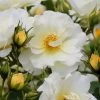 Popcorn Drift Groundcover Rose - 2 Gallon Pot -Garden & Outdoor Sale Shop Rose Drift Popcorn 19 1