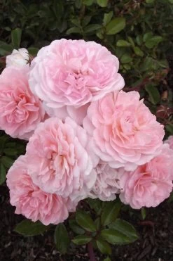Sweet Drift Groundcover Rose - 2 Gallon Pot -Garden & Outdoor Sale Shop Rose Drift Sweet 20
