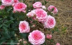 Sweet Drift Groundcover Rose - 2 Gallon Pot -Garden & Outdoor Sale Shop Rose Drift Sweet 21