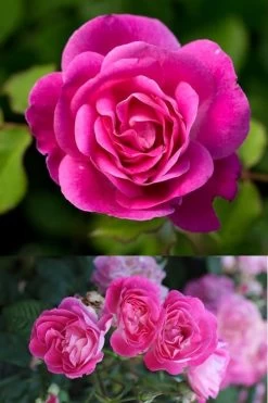 Easy To Please Rose - 3 Gallon Pot -Garden & Outdoor Sale Shop Rose Easy To Please 2
