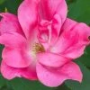 Swamp Rose (Rosa Palustris) - 3 Pack Of 1.5 Quart Pots -Garden & Outdoor Sale Shop Rose Knock Out Pink 5