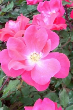 Swamp Rose (Rosa Palustris) - 3 Pack Of 1.5 Quart Pots -Garden & Outdoor Sale Shop Rose Knock Out Pink 6