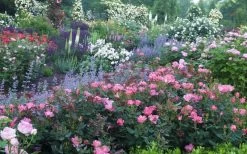 Swamp Rose (Rosa Palustris) - 3 Pack Of 1.5 Quart Pots -Garden & Outdoor Sale Shop Rose Knock Out Pink 8