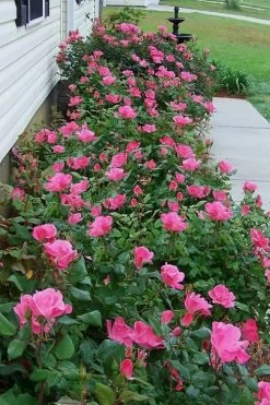 Swamp Rose (Rosa Palustris) - 3 Pack Of 1.5 Quart Pots -Garden & Outdoor Sale Shop Rose Knock Out Pink 9