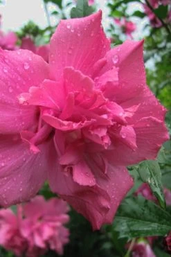 Lucy Rose Of Sharon (Single Trunk Tree) - 7 Gallon Pot (4-5') -Garden & Outdoor Sale Shop Rose Of Sharon Lucy 12
