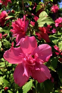 Lucy Rose Of Sharon (Single Trunk Tree) - 7 Gallon Pot (4-5') -Garden & Outdoor Sale Shop Rose Of Sharon Lucy 13