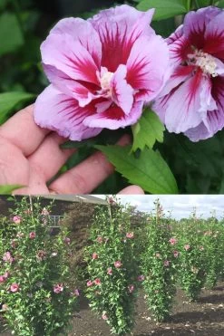 Purple Pillar Rose Of Sharon - 5 Gallon Pot 13 Purple Pillar Rose Of Sharon - 5 Gallon Pot -Garden & Outdoor Sale Shop Rose Of Sharon Purple Pillar