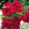 Red Cascade Miniature Climbing Rose - 2.5 Quart Pot -Garden & Outdoor Sale Shop Rose Red Cascade Closeup 2