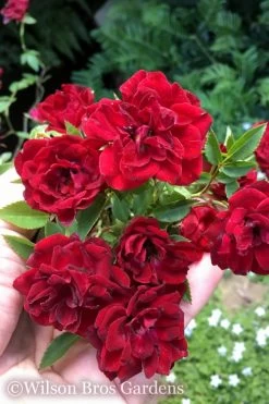 Red Cascade Miniature Climbing Rose - 2.5 Quart Pot