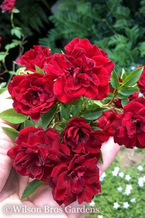 Red Cascade Miniature Climbing Rose - 2.5 Quart Pot 3 Red Cascade Miniature Climbing Rose - 2.5 Quart Pot