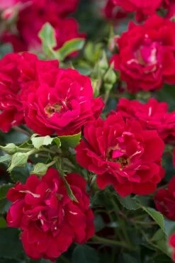 Red Drift Groundcover Rose - 3 Gallon Pot -Garden & Outdoor Sale Shop Rose Red Drift BS