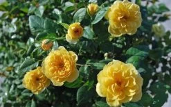 Sunrosa Yellow Dwarf Shrub Rose - 1 Gallon Pot 13 Sunrosa Yellow Dwarf Shrub Rose - 1 Gallon Pot -Garden & Outdoor Sale Shop Rose Sunrosa Yellow 1