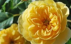 Sunrosa Yellow Dwarf Shrub Rose - 1 Gallon Pot 12 Sunrosa Yellow Dwarf Shrub Rose - 1 Gallon Pot -Garden & Outdoor Sale Shop Rose Sunrosa Yellow 3
