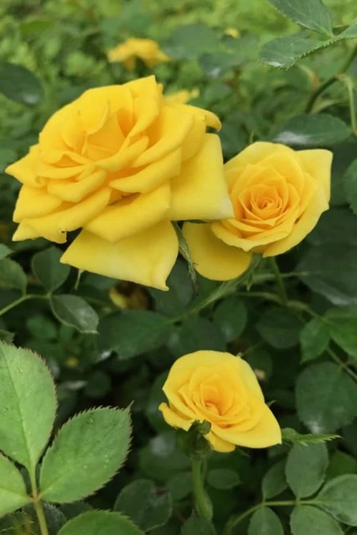 Sunrosa Yellow Dwarf Shrub Rose - 1 Gallon Pot 3 Sunrosa Yellow Dwarf Shrub Rose - 1 Gallon Pot