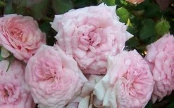 Sweet Drift Groundcover Rose - 2 Gallon Pot -Garden & Outdoor Sale Shop Rose Sweet Drift