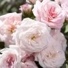 Sweet Drift Groundcover Rose - 2 Gallon Pot -Garden & Outdoor Sale Shop Rose Sweet Drift BS