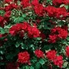Winner's Circle Red Climbing Rose - 3 Gallon Pot -Garden & Outdoor Sale Shop Rose Winners Circle 10