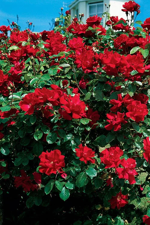 Winner's Circle Red Climbing Rose - 3 Gallon Pot 3 Winner's Circle Red Climbing Rose - 3 Gallon Pot