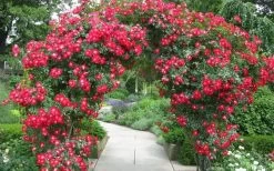 Winner's Circle Red Climbing Rose - 3 Gallon Pot 11 Winner's Circle Red Climbing Rose - 3 Gallon Pot -Garden & Outdoor Sale Shop Rose Winners Circle 3