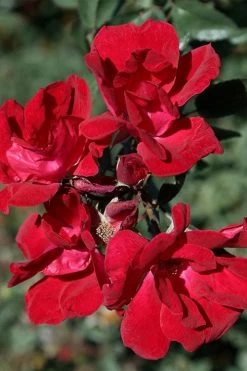 Winner's Circle Red Climbing Rose - 3 Gallon Pot 13 Winner's Circle Red Climbing Rose - 3 Gallon Pot -Garden & Outdoor Sale Shop Rose Winners Circle 7