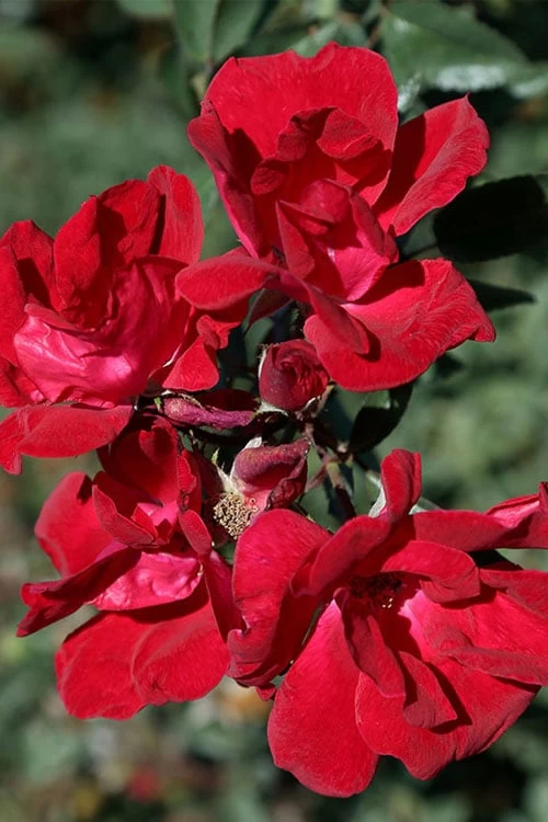 Winner's Circle Red Climbing Rose - 3 Gallon Pot 8 Winner's Circle Red Climbing Rose - 3 Gallon Pot - Image 6