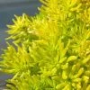 Lemon Ball Sedum - 5 Pack Of Pint Pots 2 Lemon Ball Sedum - 5 Pack Of Pint Pots -Garden & Outdoor Sale Shop Sedum mexicanum lemon ball 1