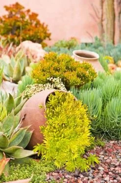 Lemon Ball Sedum - 5 Pack Of Pint Pots -Garden & Outdoor Sale Shop Sedum mexicanum lemon ball 2