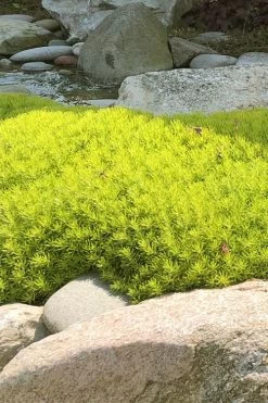 Lemon Ball Sedum - 5 Pack Of Pint Pots -Garden & Outdoor Sale Shop Sedum mexicanum lemon ball 4