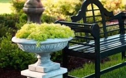 Lemon Ball Sedum - 5 Pack Of Pint Pots -Garden & Outdoor Sale Shop Sedum mexicanum lemon ball 6