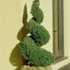 Spiral Dwarf Alberta Spruce Topiary - 3 Gallon Pot -Garden & Outdoor Sale Shop Spruce Dwarf Alberta Spiral Topiary 500x750 2
