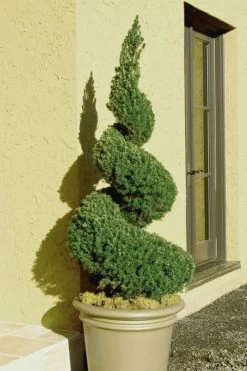 Spiral Dwarf Alberta Spruce Topiary - 5 Gallon Pot