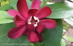 Aphrodite Sweetshrub (Carolina Allspice) - Calycanthus - 3 Gallon Pot -Garden & Outdoor Sale Shop Sweet Shrub Aphrodite 50