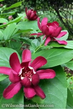 Aphrodite Sweetshrub (Carolina Allspice) - Calycanthus - 3 Gallon Pot -Garden & Outdoor Sale Shop Sweetshrub Aphrodite 1 500x750 1