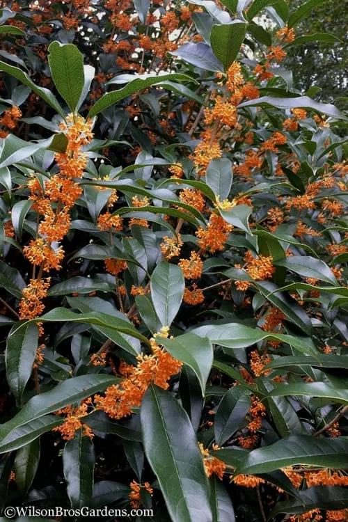 Fragrant Orange Tea Olive - Osmanthus Fragrans Aurantiacus - 7 Gallon Pot (3-4') 8 Fragrant Orange Tea Olive - Osmanthus Fragrans Aurantiacus - 7 Gallon Pot (3-4') - Image 6