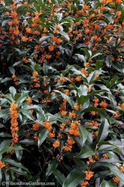 Fragrant Orange Tea Olive - Osmanthus Fragrans Aurantiacus - 7 Gallon Pot (5-6') -Garden & Outdoor Sale Shop Tea Olive Orange 103 1