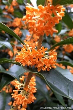 Fragrant Orange Tea Olive - Osmanthus Fragrans Aurantiacus - 7 Gallon Pot (3-4') 13 Fragrant Orange Tea Olive - Osmanthus Fragrans Aurantiacus - 7 Gallon Pot (3-4') -Garden & Outdoor Sale Shop Tea Olive Orange 104