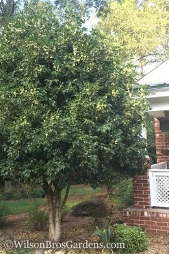 Fragrant White Tea Olive - 7 Gallon Pot (5-6') -Garden & Outdoor Sale Shop Teav Olive White Osmanthus Fragrans 500x750 1