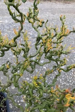 Tiny Dragon Hardy Orange (Poncirus Trifoliata) - 5 Gallon Pot - SALE! -Garden & Outdoor Sale Shop Trifoliate Orange Tiny Dragon 1