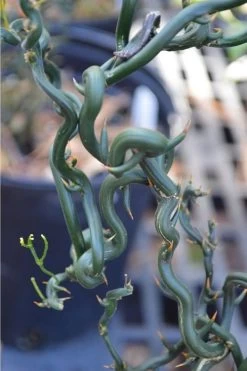 Tiny Dragon Hardy Orange (Poncirus Trifoliata) - 5 Gallon Pot - SALE! -Garden & Outdoor Sale Shop Trifoliate Orange Tiny Dragon 2