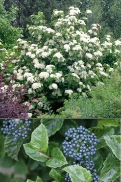 All That Glows Arrowwood Viburnum - 2 Gallon Pot -Garden & Outdoor Sale Shop Viburnum All That Glows 4