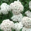 Fragrant Snowball Viburnum Carlecephalum - 3 Gallon Pot