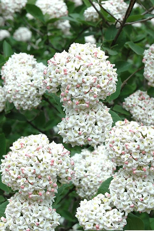Fragrant Snowball Viburnum Carlecephalum - 3 Gallon Pot 2 Fragrant Snowball Viburnum Carlecephalum - 3 Gallon Pot
