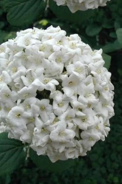 Fragrant Snowball Viburnum Carlecephalum - 3 Gallon Pot 13 Fragrant Snowball Viburnum Carlecephalum - 3 Gallon Pot -Garden & Outdoor Sale Shop Viburnum Carlcephalum 12
