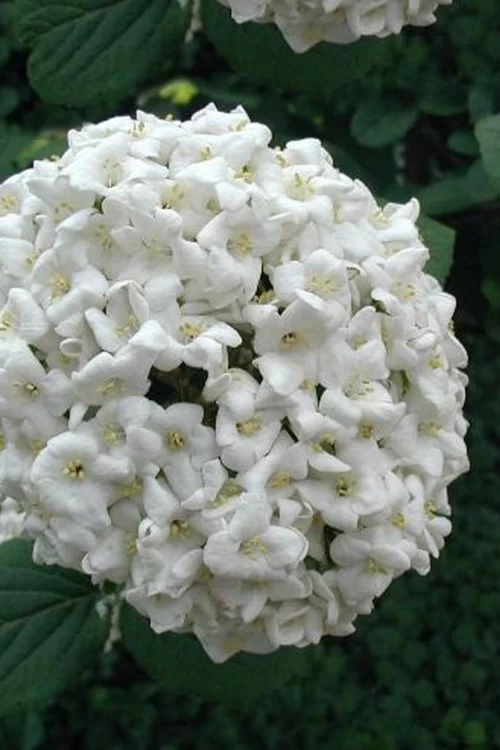 Fragrant Snowball Viburnum Carlecephalum - 3 Gallon Pot 6 Fragrant Snowball Viburnum Carlecephalum - 3 Gallon Pot - Image 5