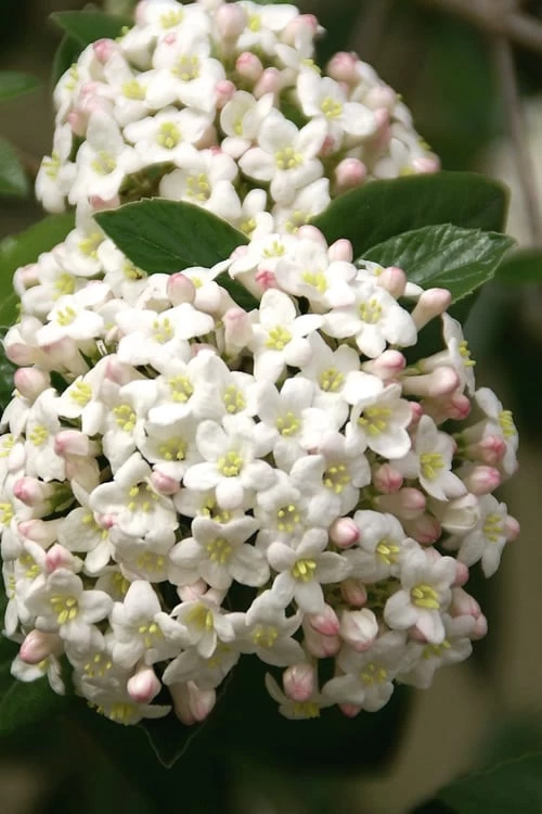 Fragrant Snowball Viburnum Carlecephalum - 3 Gallon Pot 8 Fragrant Snowball Viburnum Carlecephalum - 3 Gallon Pot - Image 7